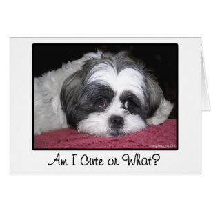 Belle The Shih Tzu Dog