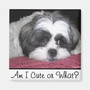 Belle The Shih Tzu Dog Magnet