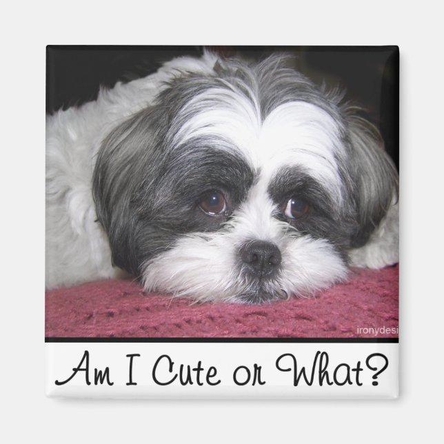 Belle The Shih Tzu Dog Magnet (Front)