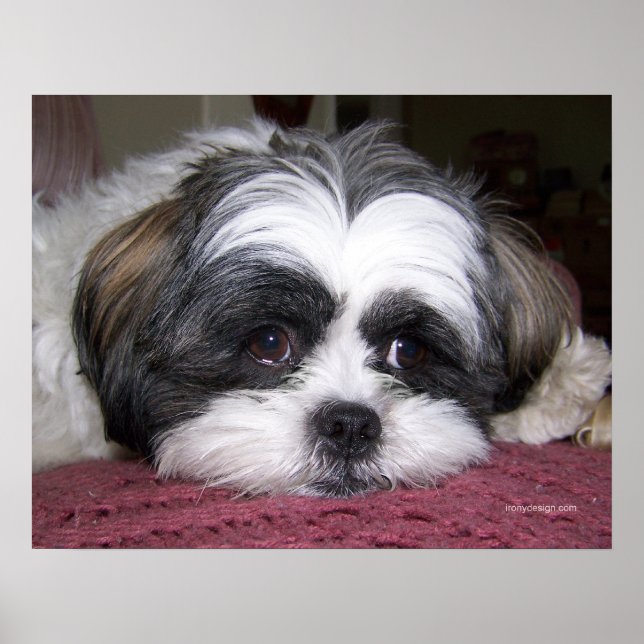 Belle The Shih Tzu Dog Poster (Front)
