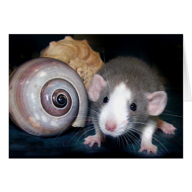 "Belle's" Spell! (Front Horizontal)