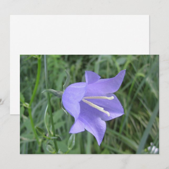 Bellflower Holiday Card (Front/Back)