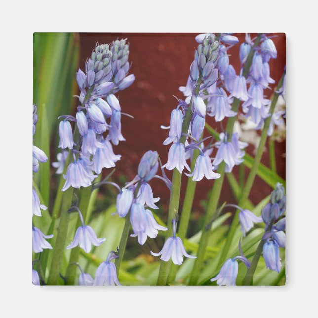 Bellflowers in Front of a Red Wall Magnet (Front)