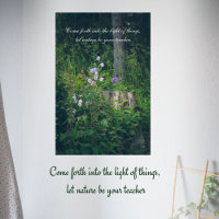 Bellflowers in the woods 