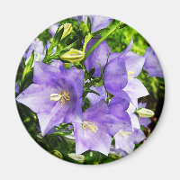 Bellflowers