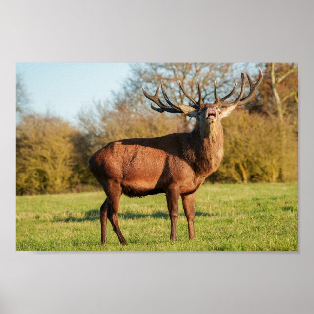 Bellowing Red Deer Stag Poster (Front)