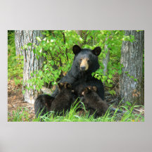 Belly Up Momma Bear and Twin Cubs 