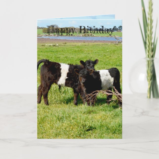 Belted Galloway Baby Calves, Birthday Card (Front)