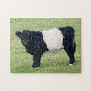 Belted Galloway Calf Jigsaw puzzle