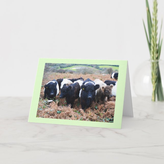 Belted Galloway cattle in Cornwall Holiday Card (Front)