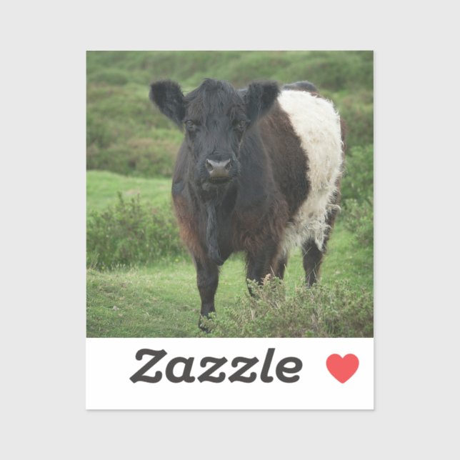Belted Galloway Cow (Sheet)
