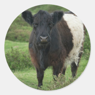 Belted Galloway Cow Classic Round Sticker