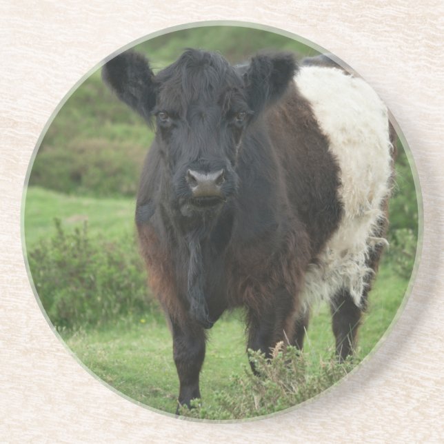 Belted Galloway Cow Coaster (Front)