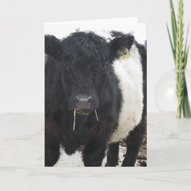 Belted Galloway Cow Eating Hay Card (Front)