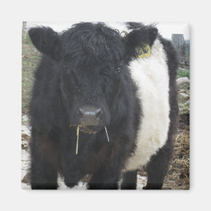 Belted Galloway Cow Eating Hay Magnet