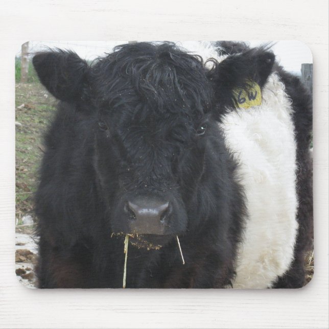Belted Galloway Cow Eating Hay Mouse Mat (Front)