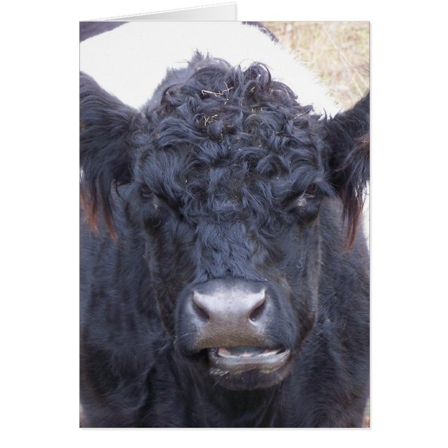 Belted Galloway Cow - Emma (Front)