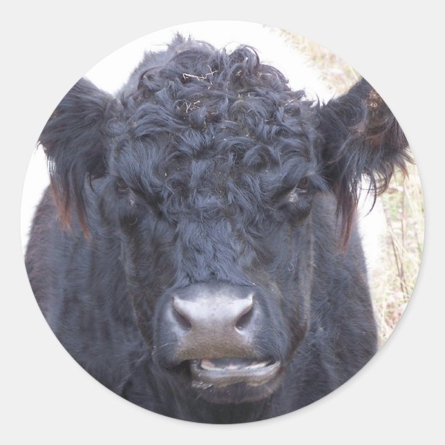 Belted Galloway Cow - Emma Classic Round Sticker (Front)
