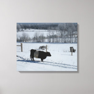 Belted Galloway Cow in a Beautiful Snowy Landscape Canvas Print