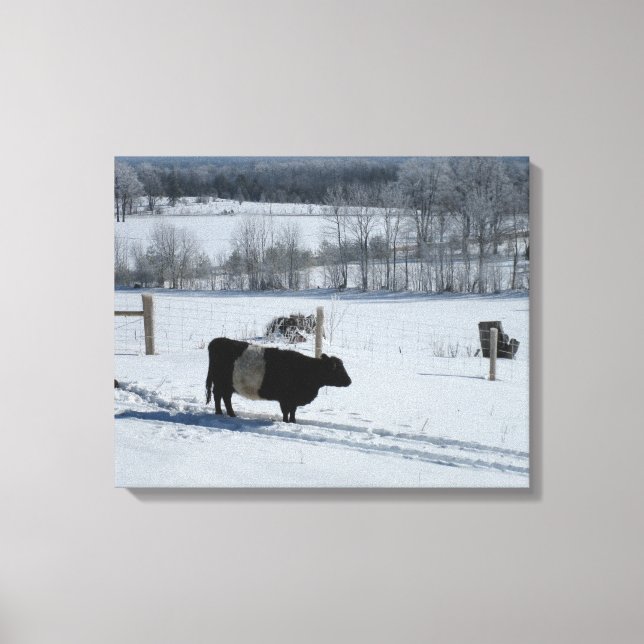 Belted Galloway Cow in a Beautiful Snowy Landscape Canvas Print (Front)