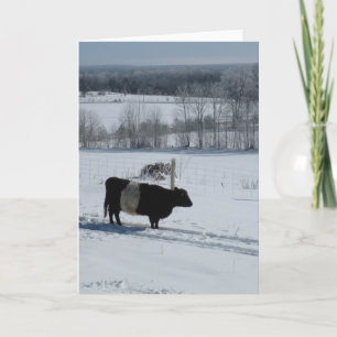 Belted Galloway Cow in a Snowy Landscape Card