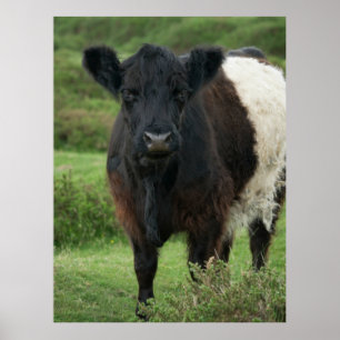Belted Galloway Cow Poster
