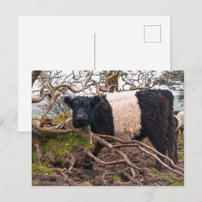 Belted Galloway Cow Standing by Fallen Tree  Postcard (Front/Back)