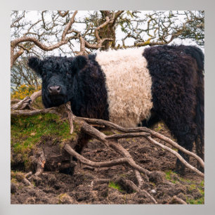 Belted Galloway Cow Standing by Fallen Tree Poster