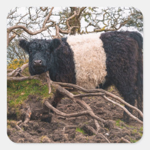 Belted Galloway Cow Standing by Fallen Tree Square Sticker