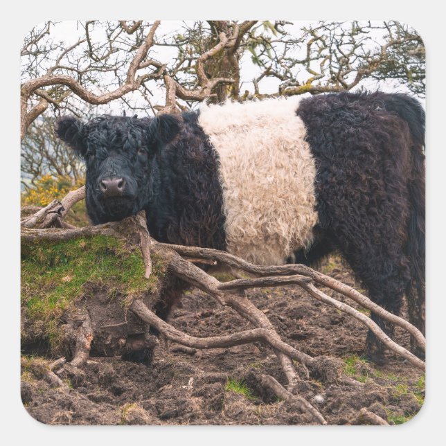 Belted Galloway Cow Standing by Fallen Tree  Square Sticker (Front)