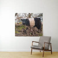 Belted Galloway Cow Standing by Fallen Tree