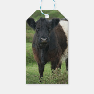 Belted Galloway Cow Sticker Gift Tags
