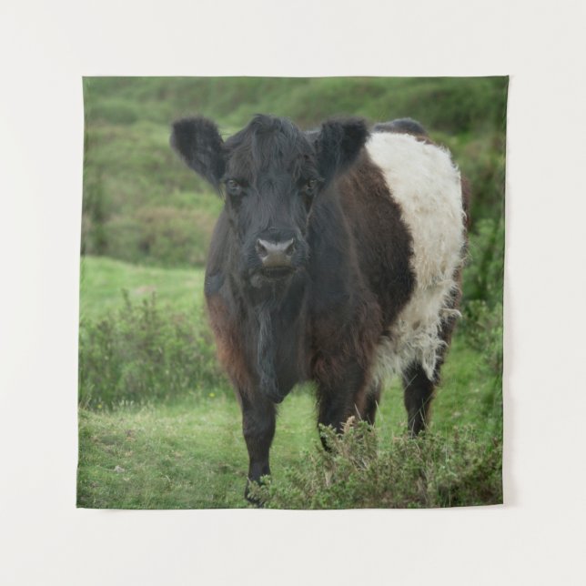Belted Galloway Cow Tapestry (Front)