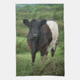Belted Galloway Cow Tea Towel