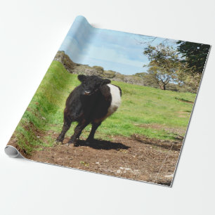 Belted Galloway Cow, Wrapping Paper