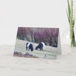 Belted Galloway cows Birthday card