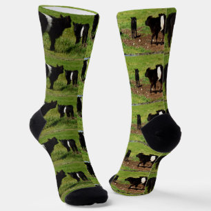 Belted Galloway Cows, Crew Socks