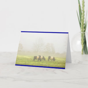 Belted Galloway Cows Grazing On Run Farm Field Card