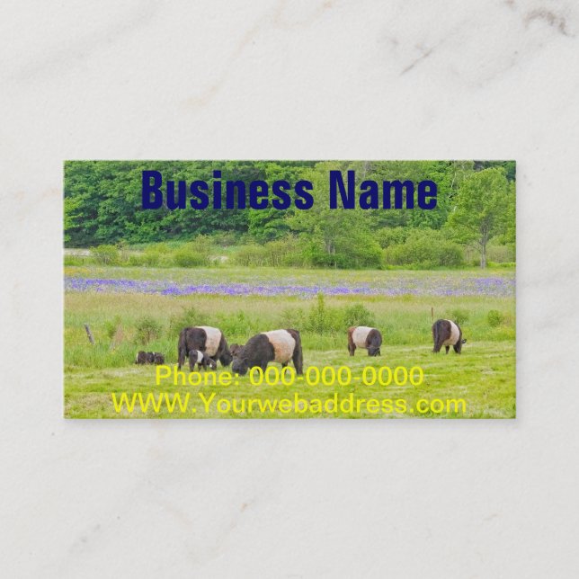 Belted Galloway Cows in Pasture Rockport Maine Business Card (Front)