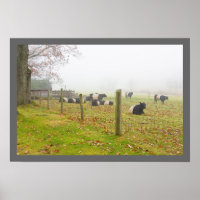 Belted Galloway Cows in Rockport Maine