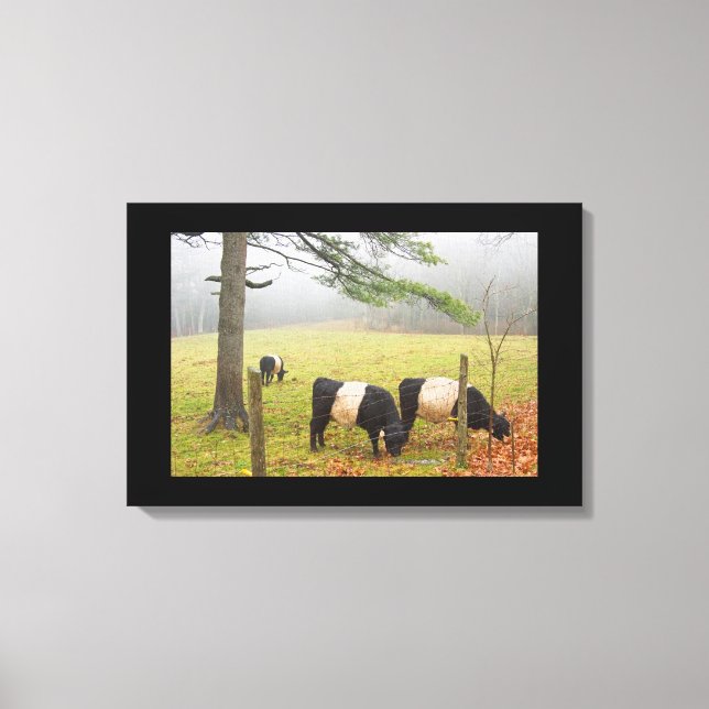 Belted Galloway Cows On Farm In Rockport Maine Canvas Print (Front)