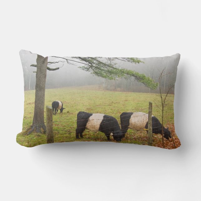 Belted Galloway Cows On Farm In Rockport Maine Lumbar Cushion (Front)