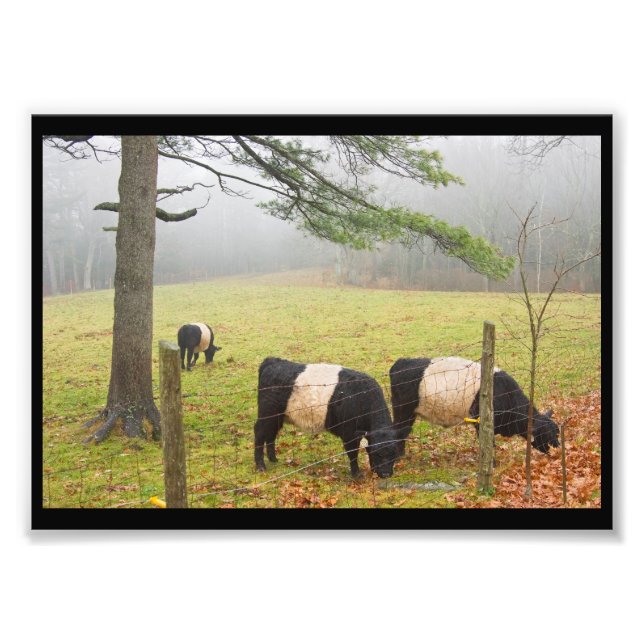 Belted Galloway Cows On Farm In Rockport Maine Photo Print (Front)