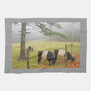 Belted Galloway Cows On Farm In Rockport Maine Tea Towel