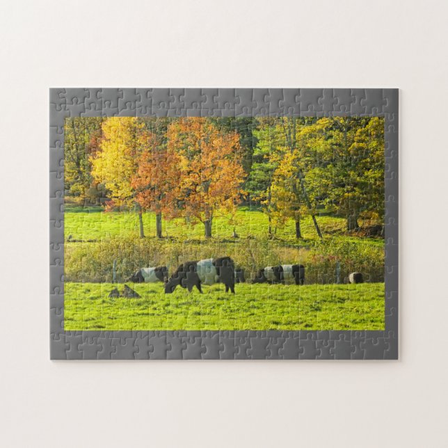 Belted Galloway Cows On Rockport Maine Farm Jigsaw Puzzle (Horizontal)