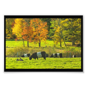 Belted Galloway Cows On Rockport Maine Farm Photo Print