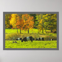 Belted Galloway Cows On Rockport Maine Farm