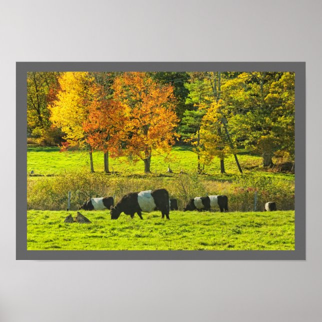 Belted Galloway Cows On Rockport Maine Farm Poster (Front)