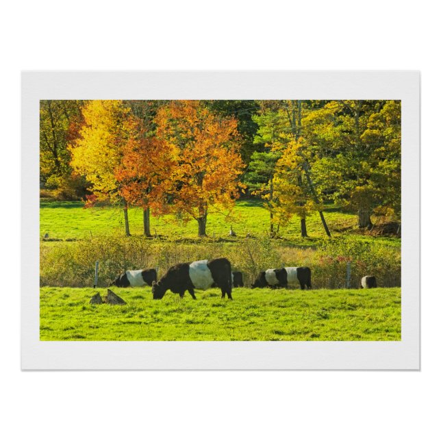 Belted Galloway Cows On Rockport Maine Farm Poster (Front)