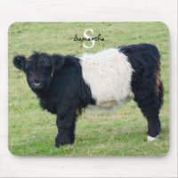 Belted Galloway Mouse